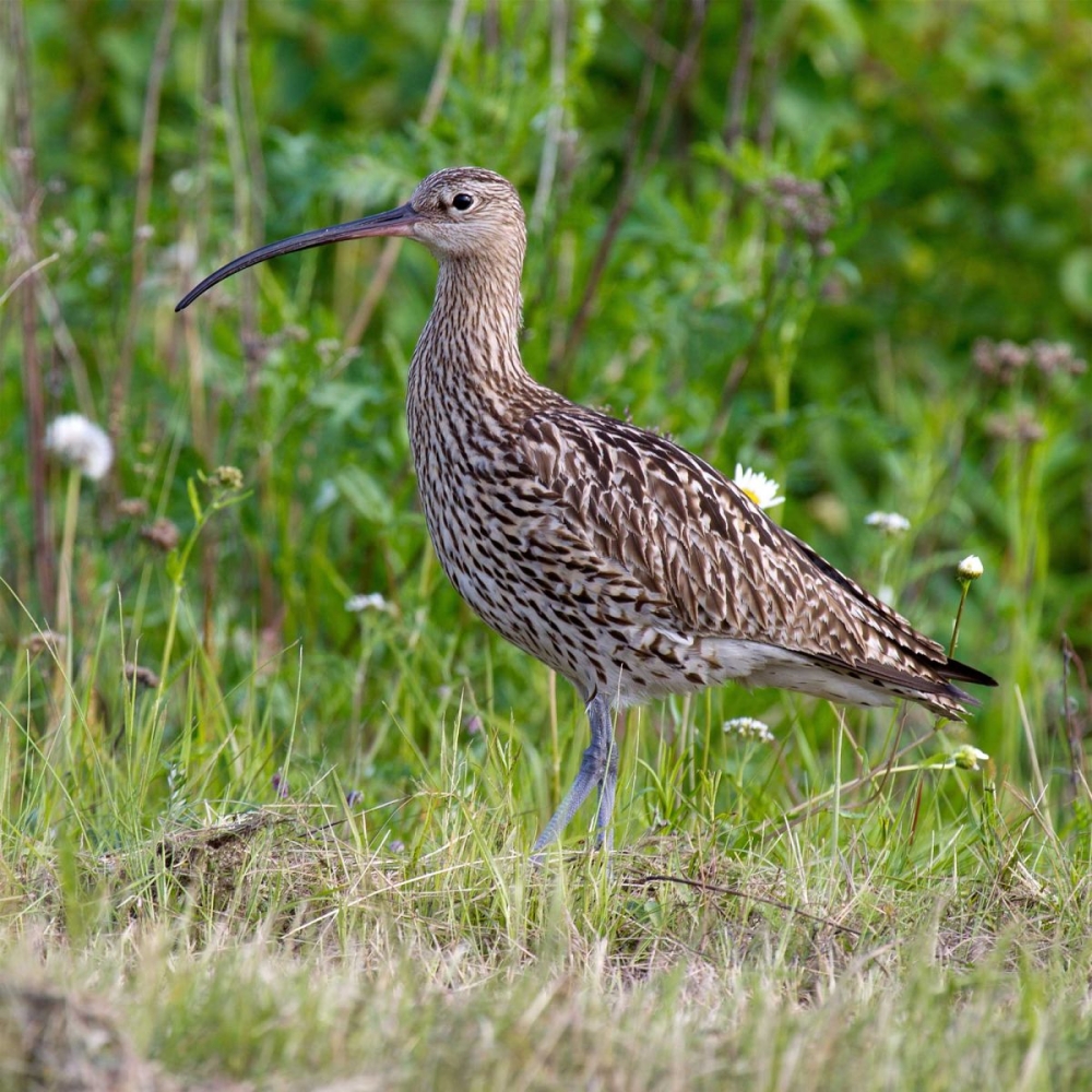 Eurasian curlew. Pictures by: Andreas Trepte: www.avi-fauna.info