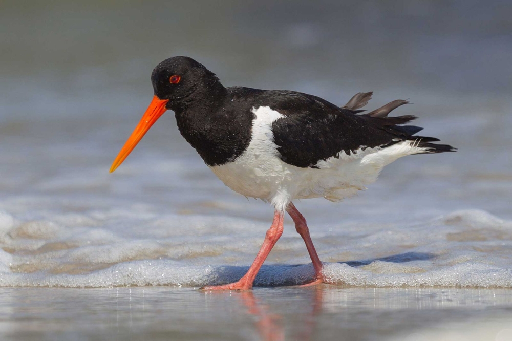 Eurasian oystercatcher. Pictures by: Andreas Trepte: www.avi-fauna.info