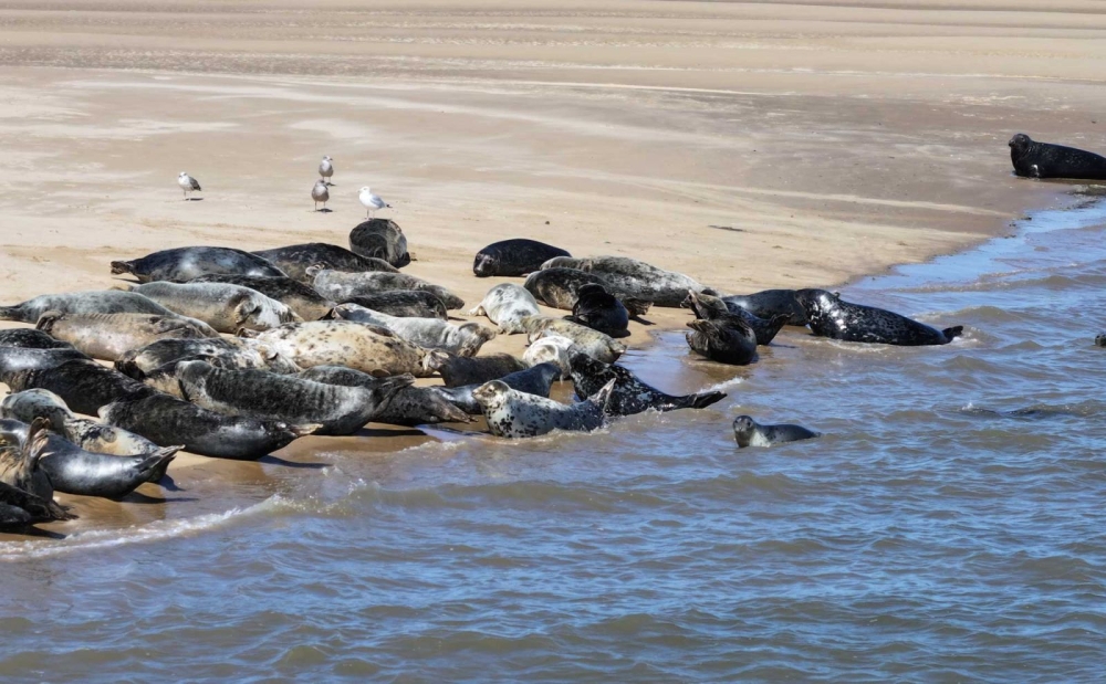 Atlantic grey seals just chilling. Picture by James Bledge